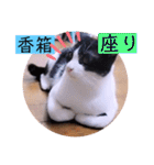 ガッシーねこーず2022冬1月（個別スタンプ：38）