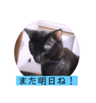 ガッシーねこーず2022冬1月（個別スタンプ：39）