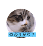 ガッシーねこーず2022冬1月（個別スタンプ：40）