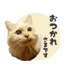 定番・リアル猫イーちゃんの写真スタンプ（個別スタンプ：1）