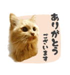 定番・リアル猫イーちゃんの写真スタンプ（個別スタンプ：2）