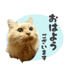 定番・リアル猫イーちゃんの写真スタンプ（個別スタンプ：3）