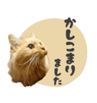 定番・リアル猫イーちゃんの写真スタンプ（個別スタンプ：4）