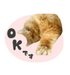 定番・リアル猫イーちゃんの写真スタンプ（個別スタンプ：5）