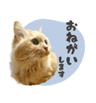 定番・リアル猫イーちゃんの写真スタンプ（個別スタンプ：7）