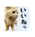 定番・リアル猫イーちゃんの写真スタンプ（個別スタンプ：10）