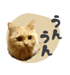 定番・リアル猫イーちゃんの写真スタンプ（個別スタンプ：11）