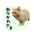 定番・リアル猫イーちゃんの写真スタンプ（個別スタンプ：12）