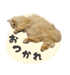 定番・リアル猫イーちゃんの写真スタンプ（個別スタンプ：13）