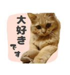定番・リアル猫イーちゃんの写真スタンプ（個別スタンプ：14）