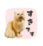 定番・リアル猫イーちゃんの写真スタンプ（個別スタンプ：15）
