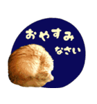 定番・リアル猫イーちゃんの写真スタンプ（個別スタンプ：17）