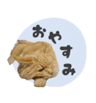 定番・リアル猫イーちゃんの写真スタンプ（個別スタンプ：18）