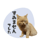 定番・リアル猫イーちゃんの写真スタンプ（個別スタンプ：20）