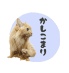 定番・リアル猫イーちゃんの写真スタンプ（個別スタンプ：21）