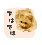 定番・リアル猫イーちゃんの写真スタンプ（個別スタンプ：22）