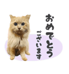定番・リアル猫イーちゃんの写真スタンプ（個別スタンプ：23）