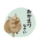 定番・リアル猫イーちゃんの写真スタンプ（個別スタンプ：25）
