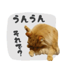 定番・リアル猫イーちゃんの写真スタンプ（個別スタンプ：26）