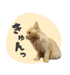 定番・リアル猫イーちゃんの写真スタンプ（個別スタンプ：27）