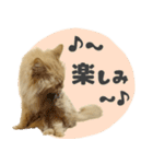 定番・リアル猫イーちゃんの写真スタンプ（個別スタンプ：28）