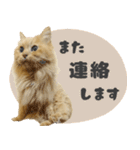 定番・リアル猫イーちゃんの写真スタンプ（個別スタンプ：29）