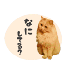 定番・リアル猫イーちゃんの写真スタンプ（個別スタンプ：30）