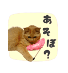定番・リアル猫イーちゃんの写真スタンプ（個別スタンプ：31）