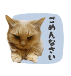 定番・リアル猫イーちゃんの写真スタンプ（個別スタンプ：32）