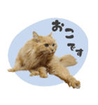 定番・リアル猫イーちゃんの写真スタンプ（個別スタンプ：36）