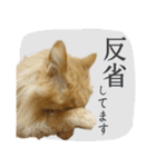 定番・リアル猫イーちゃんの写真スタンプ（個別スタンプ：38）