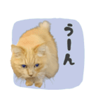 定番・リアル猫イーちゃんの写真スタンプ（個別スタンプ：39）