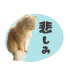 定番・リアル猫イーちゃんの写真スタンプ（個別スタンプ：40）