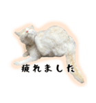白猫の敬語スタンプ（個別スタンプ：4）