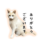 白猫の敬語スタンプ（個別スタンプ：6）