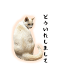 白猫の敬語スタンプ（個別スタンプ：7）