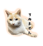 白猫の敬語スタンプ（個別スタンプ：18）