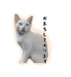 白猫の敬語スタンプ（個別スタンプ：23）