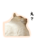 白猫の敬語スタンプ（個別スタンプ：25）