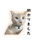白猫の敬語スタンプ（個別スタンプ：28）