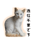 白猫の敬語スタンプ（個別スタンプ：30）