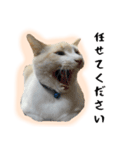 白猫の敬語スタンプ（個別スタンプ：33）