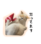 白猫の敬語スタンプ（個別スタンプ：34）
