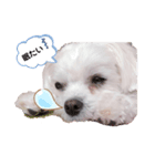 ✨愛犬メル✨（個別スタンプ：7）