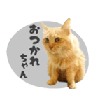 タメ語・リアル猫イーちゃんの写真スタンプ（個別スタンプ：2）