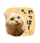 タメ語・リアル猫イーちゃんの写真スタンプ（個別スタンプ：3）