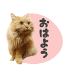 タメ語・リアル猫イーちゃんの写真スタンプ（個別スタンプ：4）