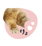 タメ語・リアル猫イーちゃんの写真スタンプ（個別スタンプ：5）