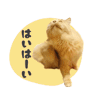 タメ語・リアル猫イーちゃんの写真スタンプ（個別スタンプ：6）