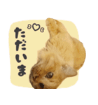 タメ語・リアル猫イーちゃんの写真スタンプ（個別スタンプ：8）